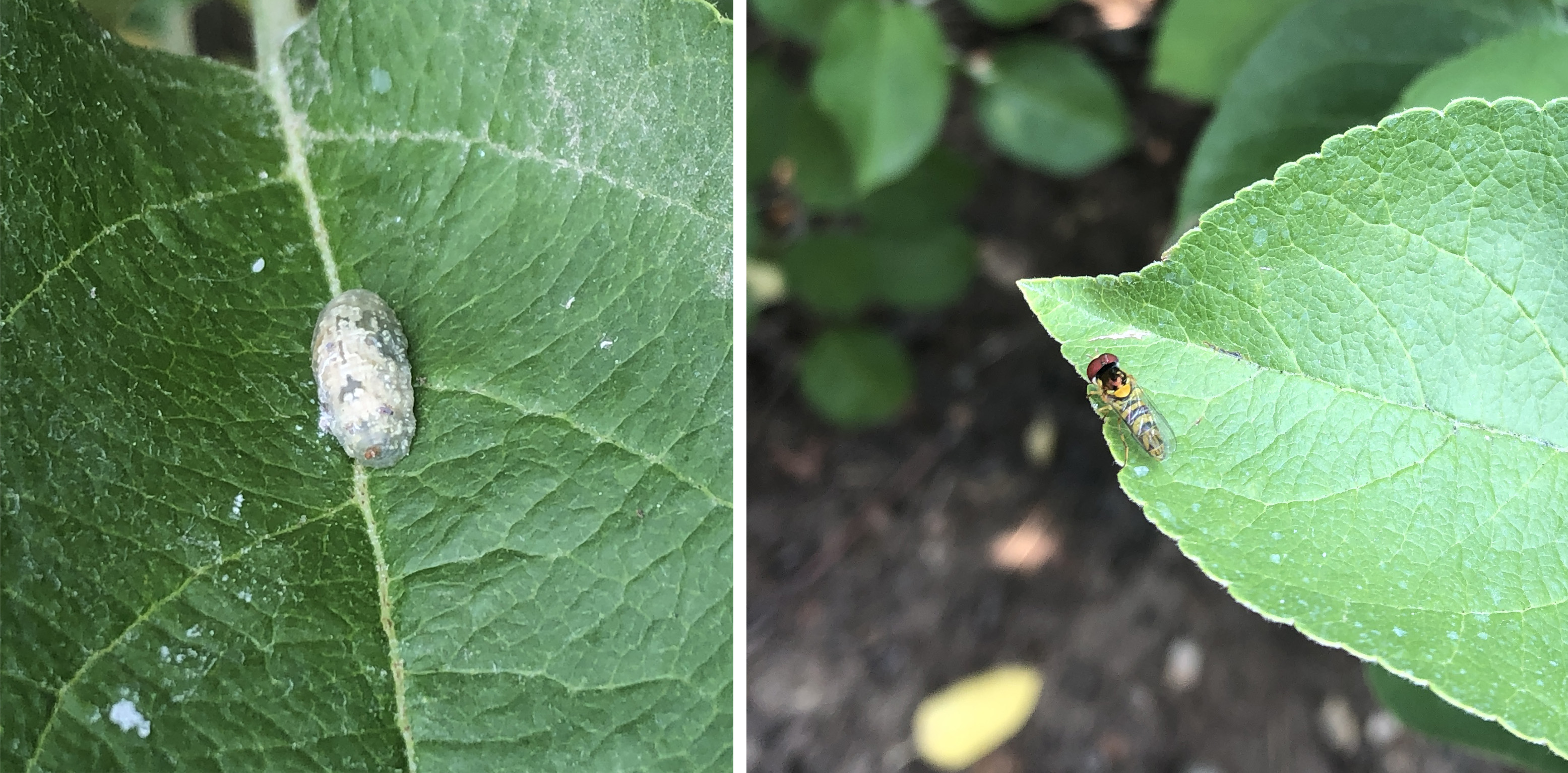 syrphid fly adult and larva